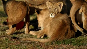 Treisprezece lei vor fi duşi în Marea Britanie de la o grădină zoo din România