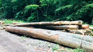 Curtea de Conturi cere urmărire penală în cazul Romsilva: 3,1 milioane de ha de pădure, evaluate la 0 (zero) lei