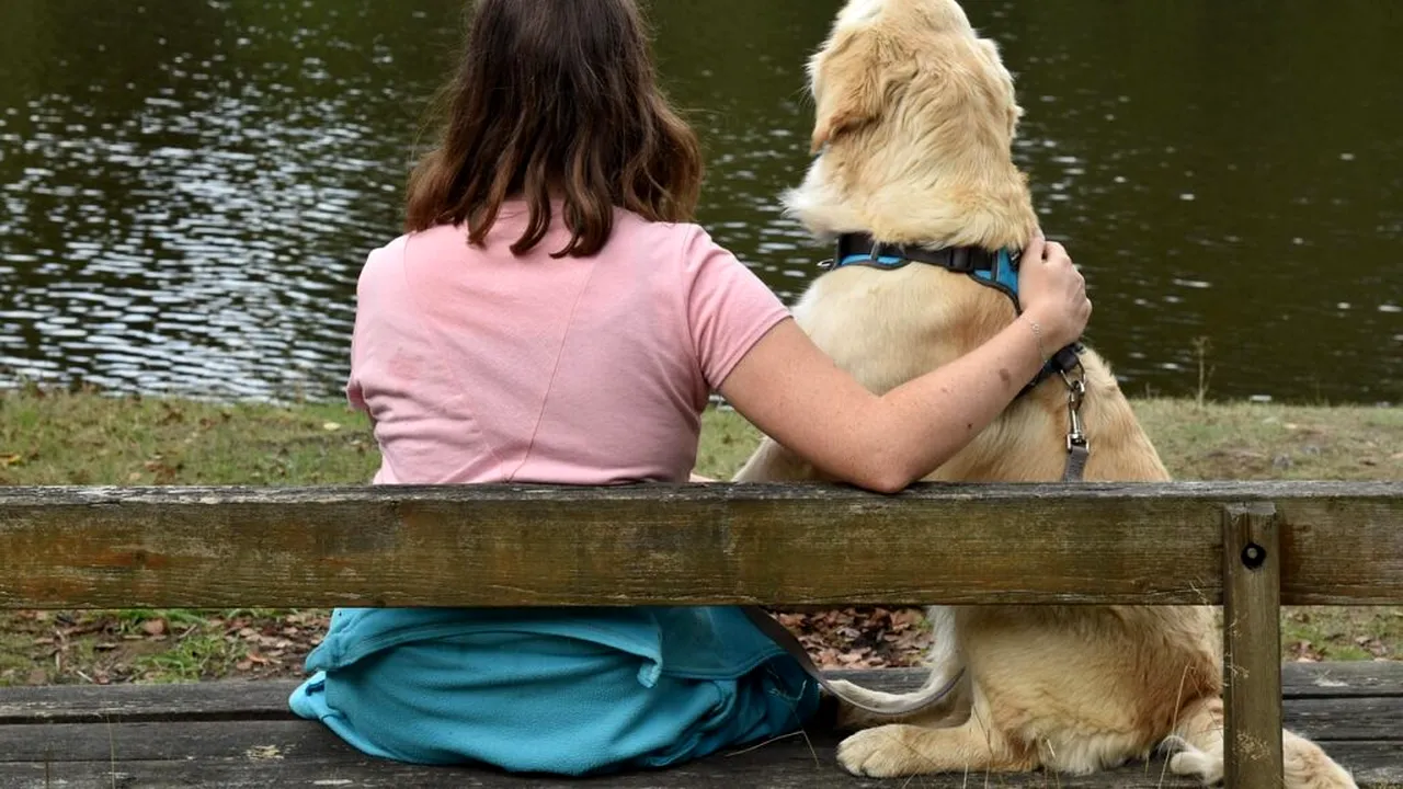 Legătură genetică surprinzătoare între oameni și Golden Retrieveri. Experții au descoperit 12 gene comune