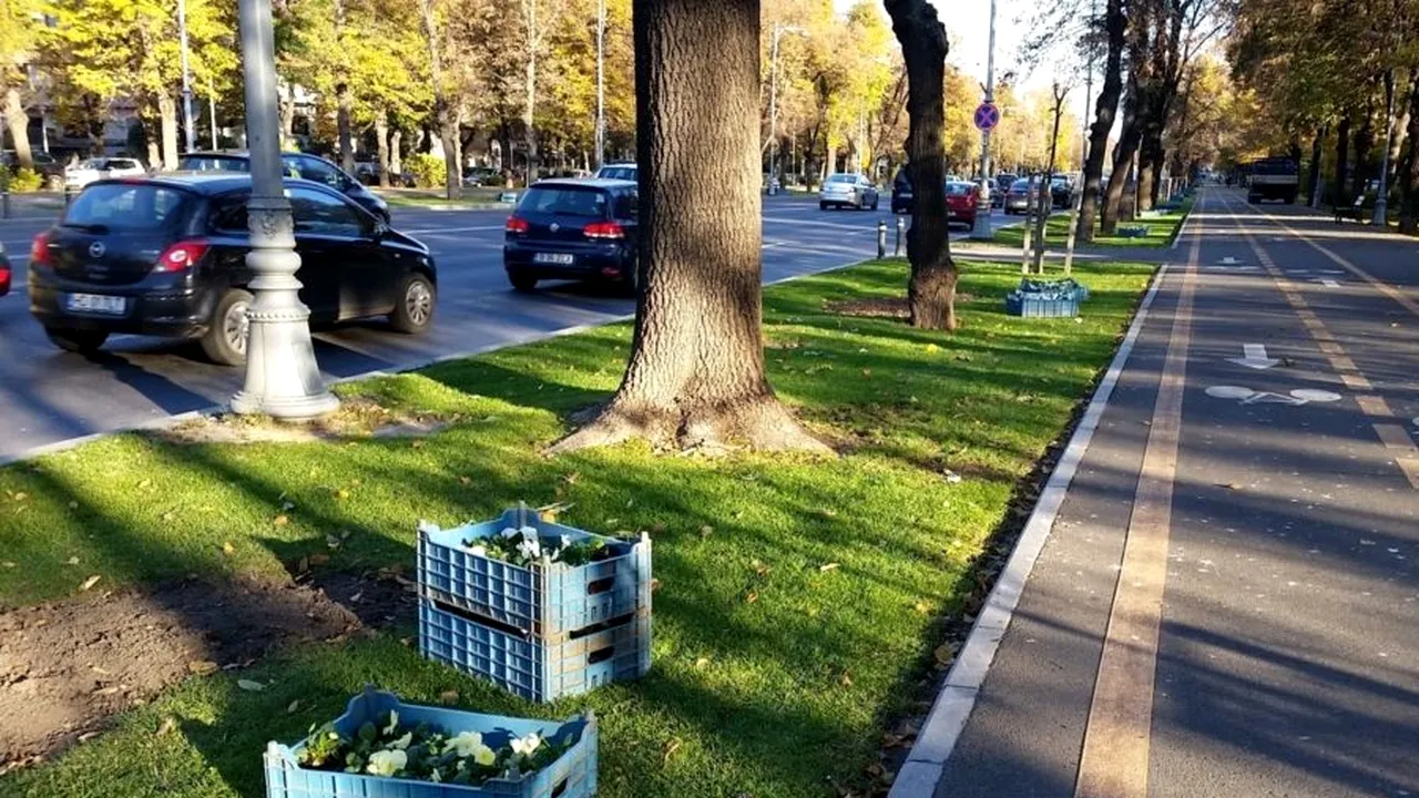 DNA, anchetă într-o afacere cu ”panseluţe” a unui sector din Capitală. Prejudiciul depăşeşte, deja, 17 milioane de euro