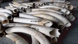 Cinci tone de colţi de elefanţi, confiscate în Vietnam