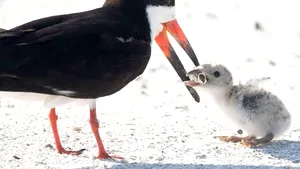 Un fotograf a surprins un moment bizar: Ce i-a dat o păsare puiului său să mănânce | FOTO