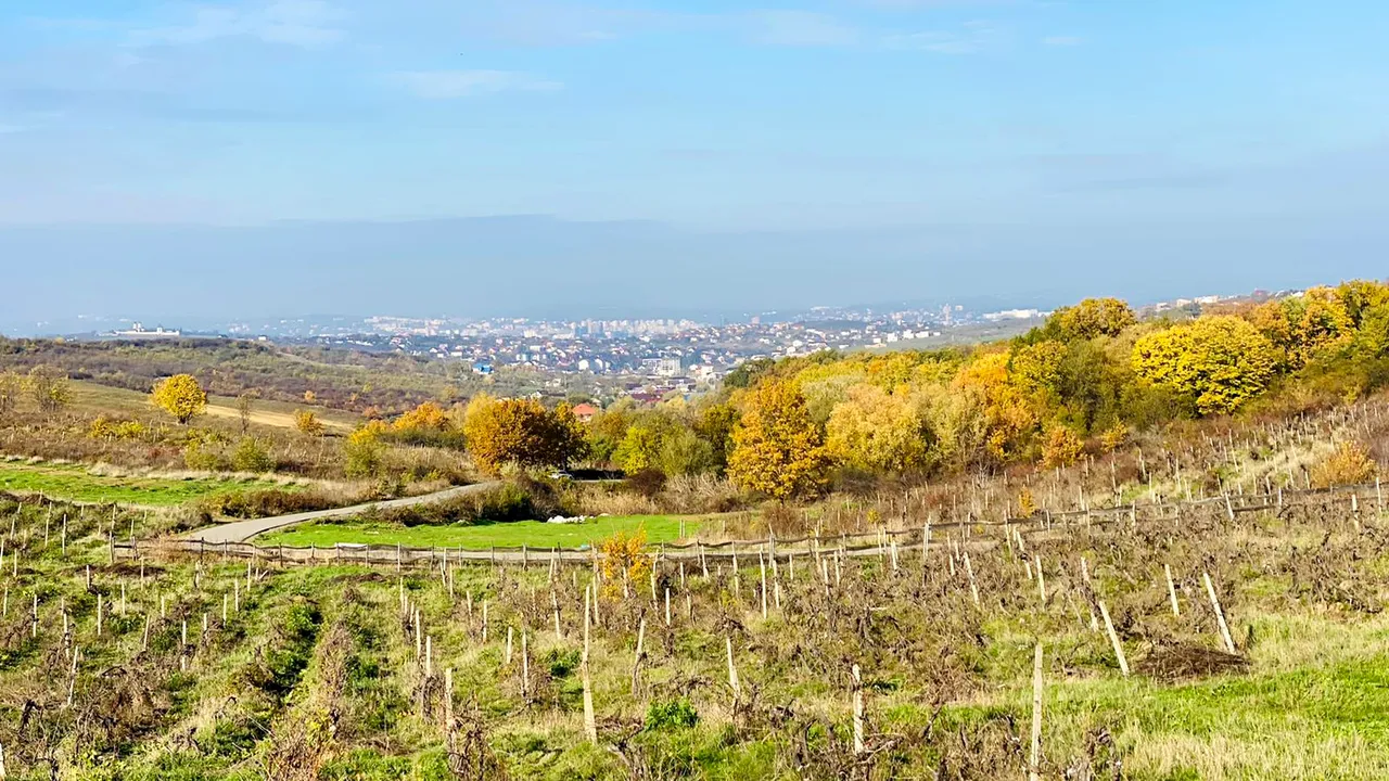 Pandemia afectează cramele şi podgoriile din România. De la Comisia Europeană vin ajutoare de 12,4 milioane de euro pentru producători