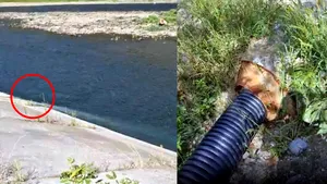 Alertă pe Valea Oltului: o conductă ar deversa apă uzată direct în râul Olt. Pescarii cer intervenția autorităților
