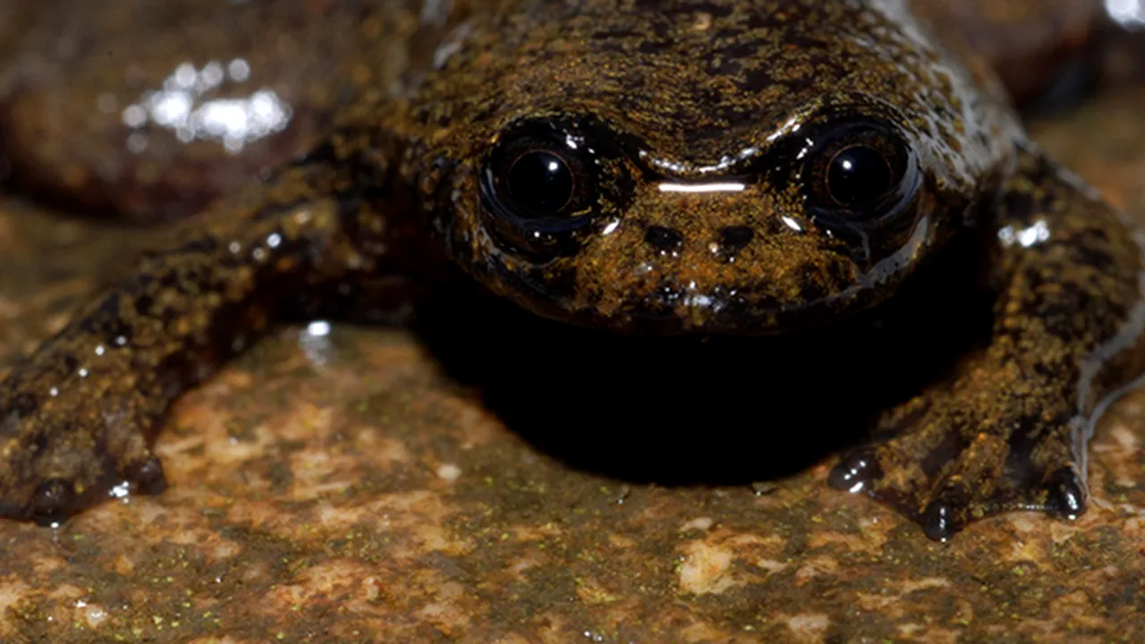 O broască fără plămâni, printre speciile noi descoperite pe insula Borneo