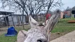 Măgarul Gelu a fost salvat de Crăciun. Animalul slab și înfometat a fost dus la un adăpost din Galați