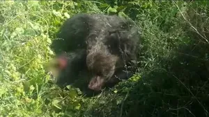 Pui de urs rănit. Intervenţie dificilă a jandarmilor bistriţeni 