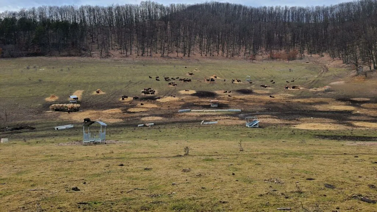 Dosar penal deschis după ce 214 animale au fost găsite moarte într-o fermă din județul Cluj