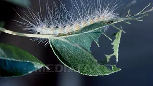 Primăria Capitalei face nucleu de mobilizare împotriva 