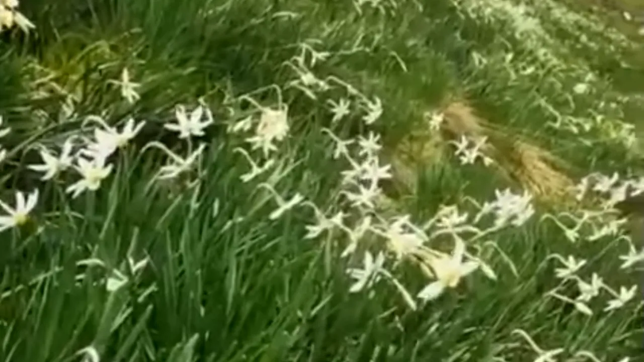 VIDEO Atracţie turistică în Munţii Rodnei: au înflorit narcisele din poiana de pe Valea Vinului