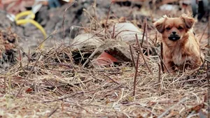 În aşteptarea stăpânului. Povestea animalelor rămase printre dărămături după cutremurul devastator din Croaţia