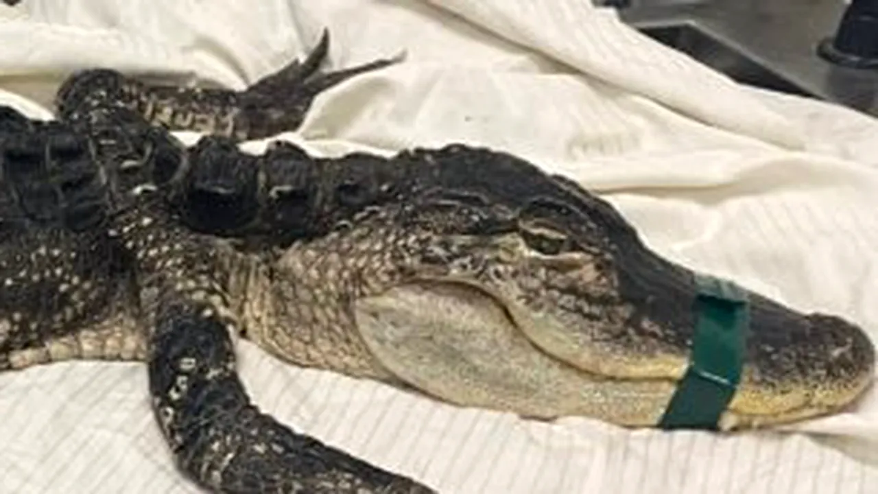 New York: Un aligator a fost capturat în Prospect Park din Brooklyn