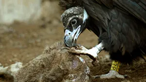UE permite fermierilor să lase animale moarte pe câmp, drept hrană pentru vulturi