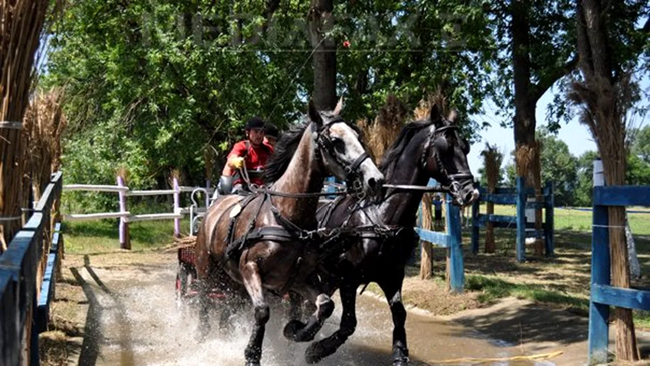 Viteză, măiestrie, rezistenţă, la Campionatul naţional de atelaje pentru doi şi patru cai - GALERIE FOTO