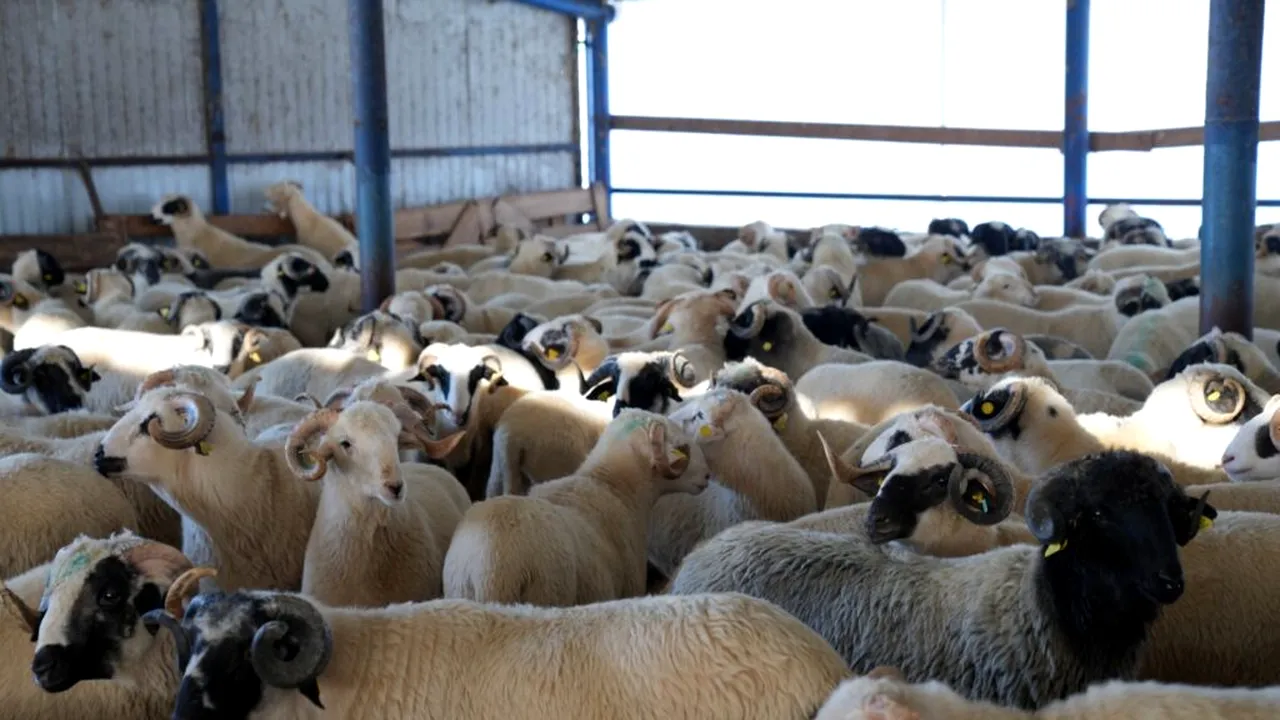 România ar putea exporta oi pentru sacrificat în Algeria, cu prilejul unui mare festival islamic