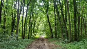 Acord la Sectorul 1: Pădurea Băneasa va rămâne neatinsă de construcţii
