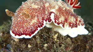 O specie de melci de mare cu 