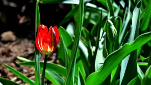 O lună de contraste meteo. ANM anunță când revin temperaturile de primăvară în România