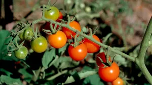 Virusul care pune în pericol culturile de tomate din Franţa. Nu a fost descoperit un tratament