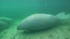 Lamantinii, animalele acvatice care au devenit mascota statului Florida, sunt pe cale de dispariţie