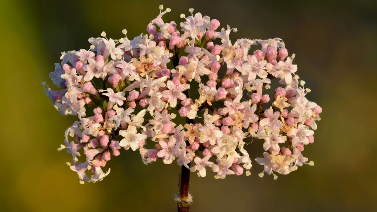 De la Roma antică până azi: planta care ajută creierul să se liniștească noaptea