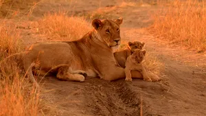 MEDIAFAX ZOOM: Safari în Africa - GALERIE FOTO