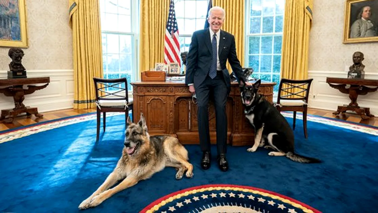Câinii lui Joe Biden fac din nou probleme la Casa Albă. Ciobănescul german Major a muşcat un angajat la câteva săptămâni de la ultimul atac