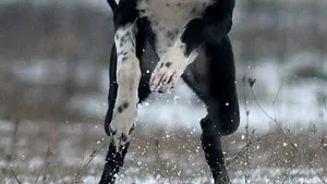 Paznic de vânătoare, surprins când a împuşcat, în sat, doi câini folosiţi la braconaj. Oamenii se plâng că în apropiere se jucau copii