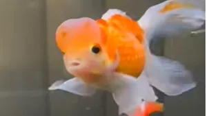 VIDEO Un peştişor auriu aproape s-a înecat cu o plantă. Cum a fost salvat?