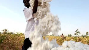 Preţul bumbacului în SUA, la cel mai ridicat nivel din istorie. Hainele se vor scumpi