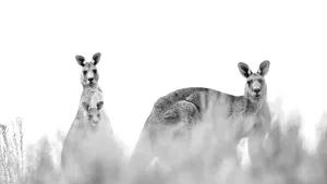 Cel mai mare pasaj pentru animale sălbatice din lume va fi inaugurat peste o șosea extrem de aglomerată