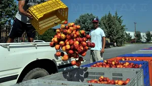 ANALIZĂ: Interzicerea importurilor ruseşti de alimente din Occident avantajează apropiaţii Kremlinului