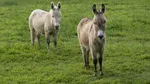 De la animale maltratate la „pompieri”. Cum salvează măgarii pădurile din Spania