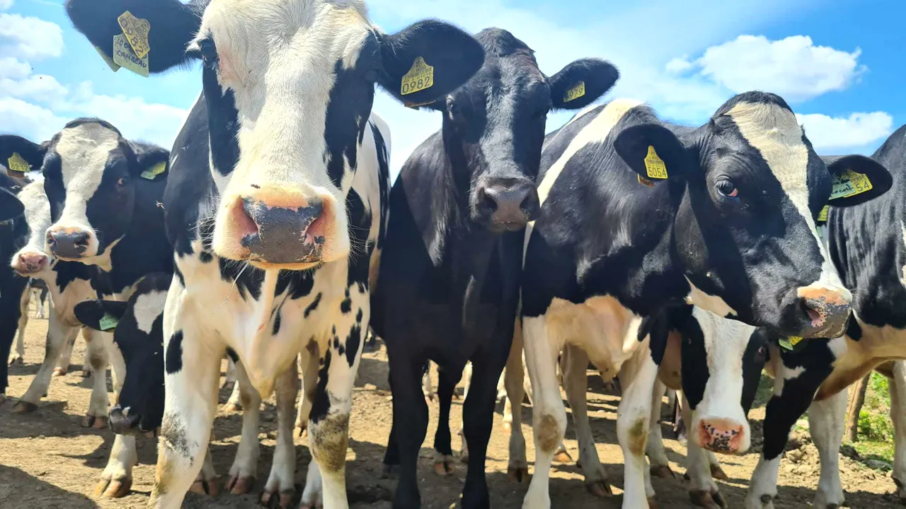 Prima ţară care va taxa flatulenţele animalelor. Impozit de zeci de euro pentru emisiile de gaze cu efect de seră 

