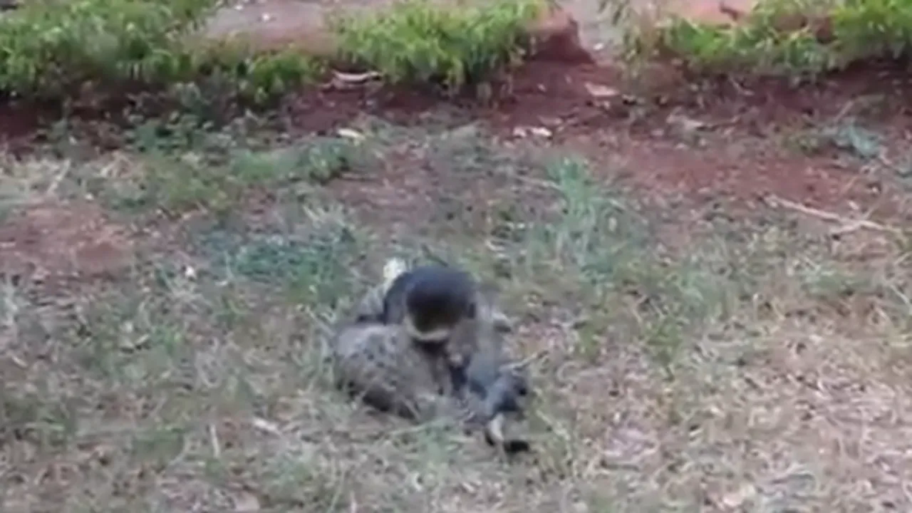 Moment AMUZANT: Confruntare inedită între un pui de maimuţă şi o pisică - VIDEO