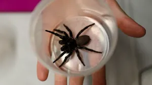 VIDEO Donaţie anonimă la un parc din Australia: un ”mega-păianjen” care poate străpunge chiar şi unghia umană