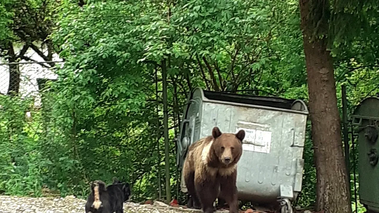 VIDEO: Pui de urs, împuşcat deşi nu deranjase pe nimeni. Ministerul Mediului nu i-a dat nicio şansă la viaţă 