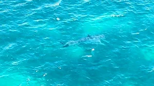 Un rechin de 7 metri, cel mai mare văzut vreodată, reperat în Australia. Imaginile au provocat o adevărată furtună pe reţelele de socializare - FOTO, VIDEO