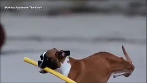 Dacă ar putea, acest căţel ţi-ar spune că viaţa merită trăită indiferent de greutăţi 