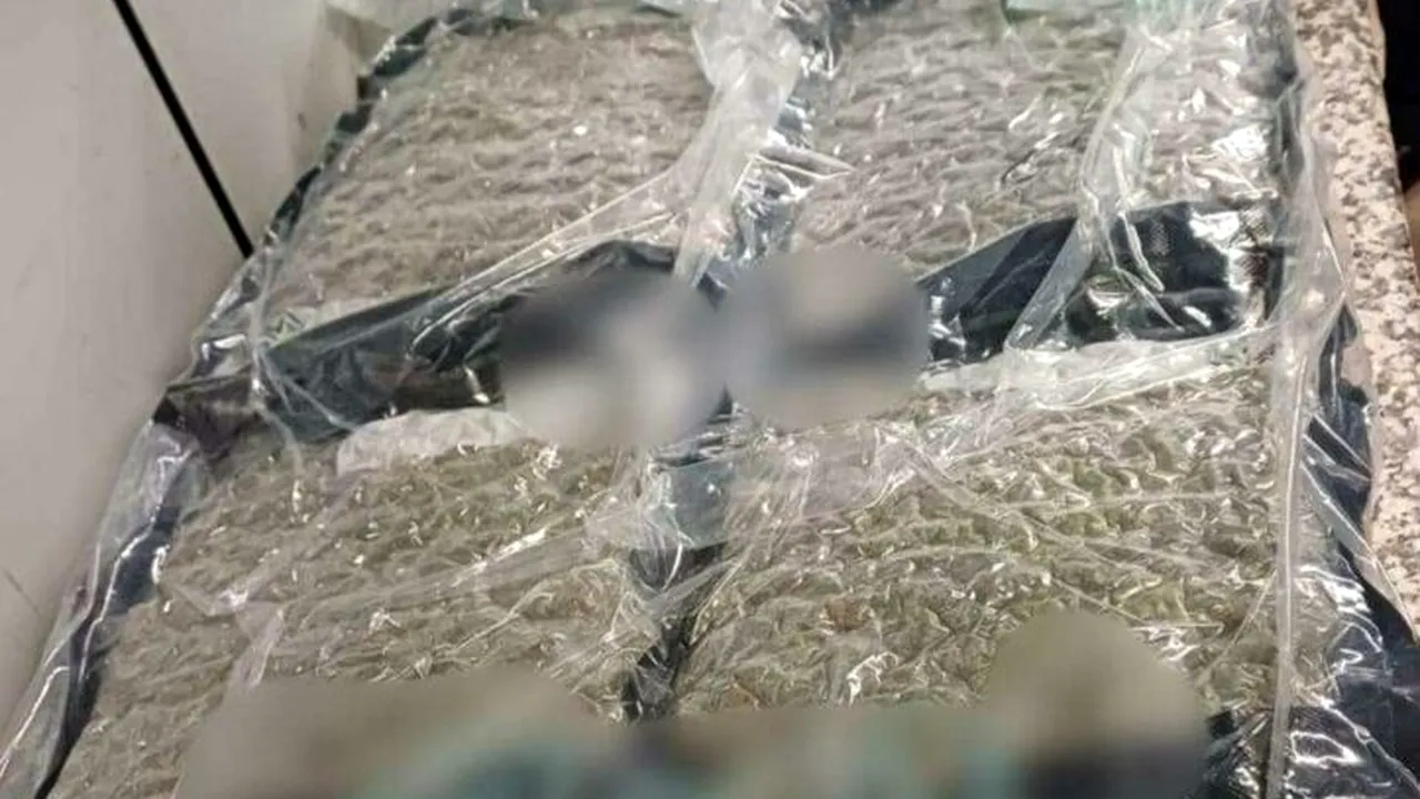 Cetățean albanez reținut pe Aeroportul Otopeni cu 22 de kilograme de canabis ascunse în bagaj