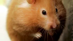 Britanic condamnat la nouă săptămâni de închisoare pentru că şi-a ucis hamsterul