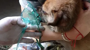 Misiune contra cronometru la Constanţa: Un căţel a fost salvat dintr-un apartament în flăcări. FOTO