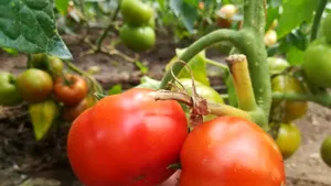 Roşiile româneşti de Matca au apărut pe piaţă. Producătorii vând trufandalele în pieţe - GALERIE FOTO