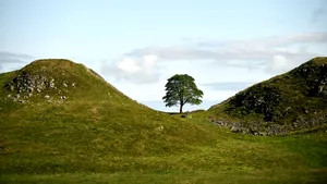 Vandalism în Marea Britanie: doi bărbați sunt judecați pentru tăierea unui copac care a apărut în filmul cu Robin Hood