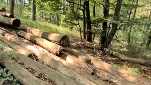 Control de amploare într-un ocol silvic privat: peste 800 de arbori tăiați ilegal, găsiți în cinci cantoane