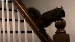 Veveriţă celebră pe reţelele sociale cu sute de mii de urmăritori, confiscată de autorităţi