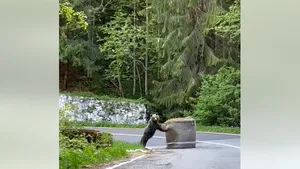 VIDEO Urs filmat când se juca, într-o curbă, cu un balot de paie