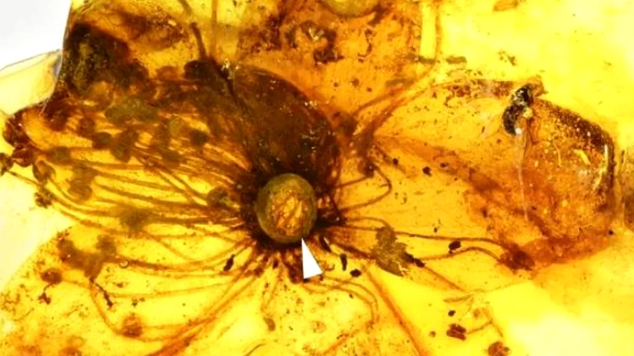 O floare veche de 30 de milioane de ani, păstrată în chihlimbar

