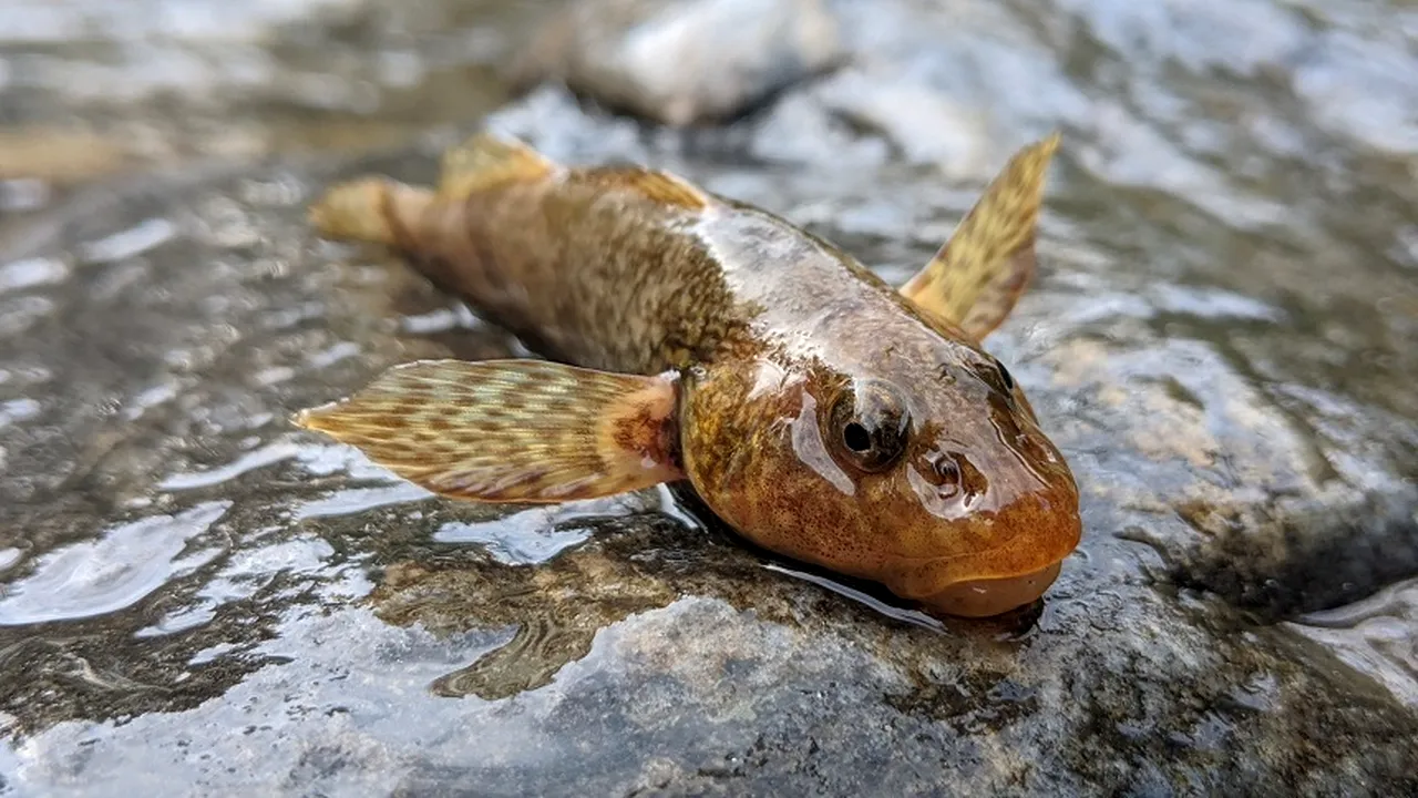 O specie preistorică de peşte supravieţuieşte cu greu în apele unui râu din România. Aspretele: o istorie de 65 de milioane de ani pusă în pericol de activitatea umană