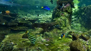 De la peşti Wakanda până la păianjeni bizari. Savanţii au descoperit zeci de noi specii de animale şi plante în 2019